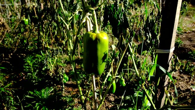 Last green or unripe bell pepper hanging from withered plant after first frost kill crops