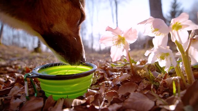 CLOSE UP, SLOW MOTION: Thirsty dog drinks from a portable green water bowl placed among autumn leaves and white hellebore flowers. Importance of hydration during outdoor adventures on warm spring day.