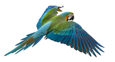 Two colorful parrots in flight isolated on transparent background