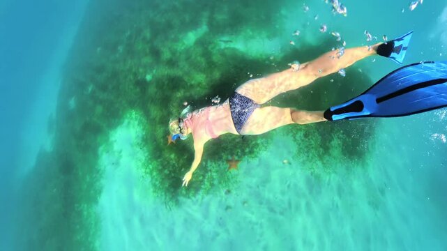 In Plage de Grande Anse d'Arlet, Martinique, Caribbean of France, a woman snorkels with starfishes