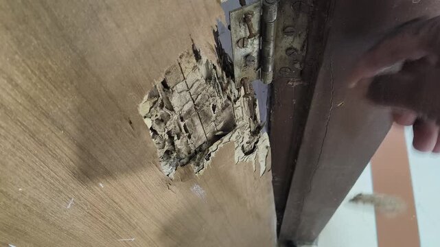 A damaged wooden door. A large, jagged hole reveals the crumbly, white texture inside, indicating termite infestation. The surrounding wood is light brown, while the interior is hollow and rotten.