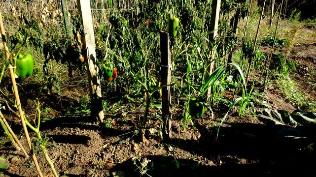 Rising camera from ground revealing withered bell peppers plants after first snow killed crops