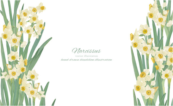 Narcissus」の写真素材 | 314,697件の無料イラスト画像 | Adobe Stock
