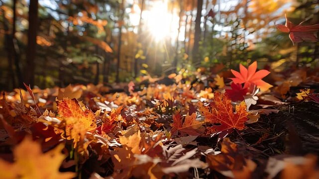 Sunlight filters through autumn trees, illuminating a forest floor carpeted with fallen red and orange maple leaves.