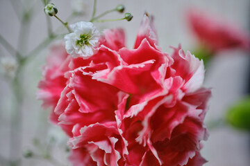 綺麗なカーネーションと可愛いかすみ草の花