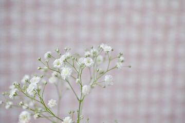 可愛いかすみ草の花
