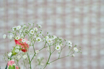 可愛いかすみ草の花