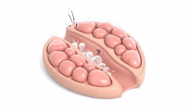 Detailed 3D animation illustrating the biological process of fluid secretion within a glandular organ structure.