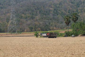 Fototapeta premium A wide-angle view showing the surrounding environment of a harvested sugarcane field.