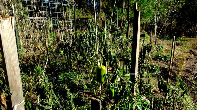 Close up of withered bell pepper plant swaying in wind and moving camera away showing more plants killed after first frost. There are still fruits in variety of state hanging from plants
