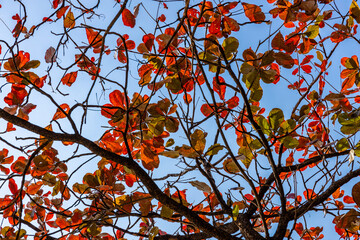 The fiery red maple leaves on the trees in autumn