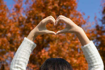 The fiery red maple leaves on the trees in autumn