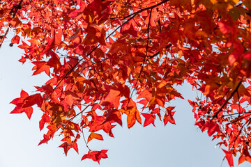 The fiery red maple leaves on the trees in autumn