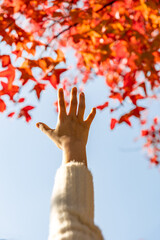 The fiery red maple leaves on the trees in autumn