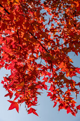 The fiery red maple leaves on the trees in autumn