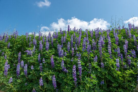 Purple lupine along the road at Chino Hills during a Superbloom event