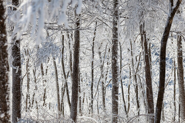 Fototapeta premium snowy winter trees on bright blue sky background