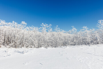 Fototapeta premium snowy winter trees on bright blue sky background