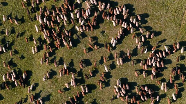 Top Down View Of Sheep Grazing On Green Field In Kyrgyzstan - Drone Shot