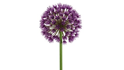 Single purple allium flower bloom against a clean white backdrop, detailed and isolated