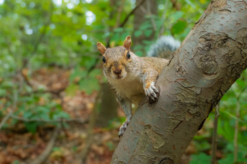 An Eastern gray squirrel perched on a tree branch among green leaves in Central Park, New York City. © Miroslav Srb