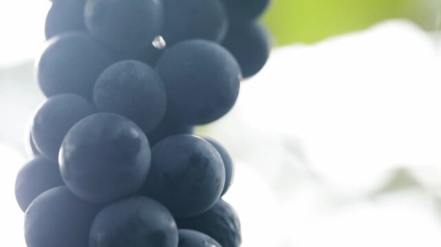 포도나무에열려있는포도송이클로즈업포커스아웃보케2(과일+포도알+농사+농장+열매+바람+햇빛)