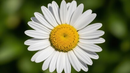 Fototapeta premium Close-up of a vibrant daisy flower with white petals and a yellow center, against a green backdrop