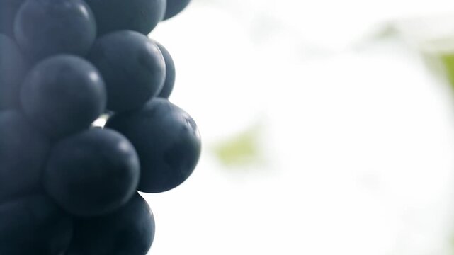 포도나무에열려있는포도송이클로즈업포커스아웃보케3(과일+포도알+농사+농장+열매+바람+햇빛)