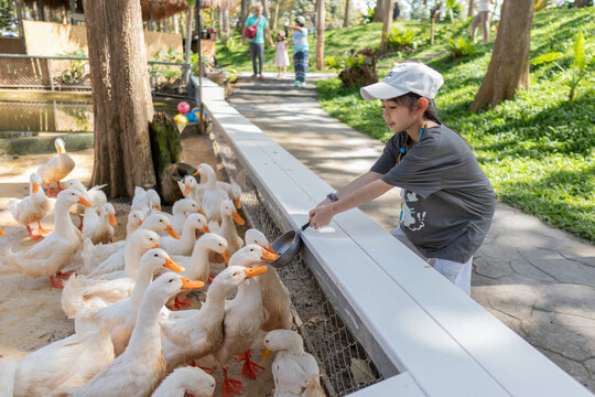 Girl Feeding Ducks at Farm