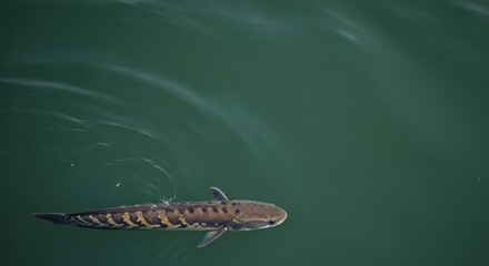 Shark Swimming in Ocean Water.