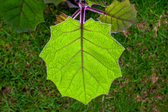 Naranjilla (Solanum quitoense) Leaf with Purple Rim Light and Thorns
