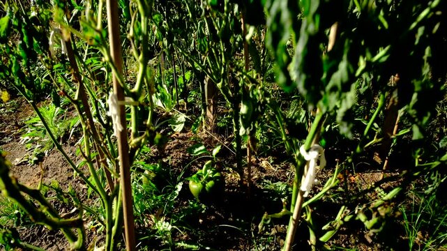 Close up of unripe or green bell pepper hanging from withering plant and moving camera up and away showing more dead plants swaying in windy sunny day after first frost destroy crops