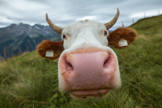 Close-up wide-angle view of a curious cow's face in a mountain pasture in Maria Alm, Salzburg, Austria.