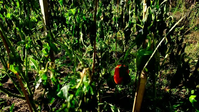 Close up of red bell pepper hanging from withered plant and moving camera away showing more dead plants after first frost destroyed crops