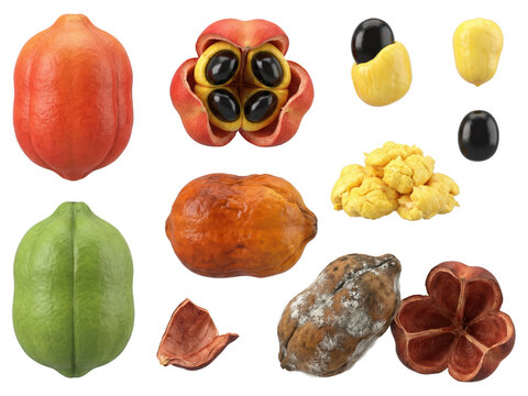 Ackee Fruit Stages: Ripe, Open, Seeds, Rotten - Exotic Tropical Fruit