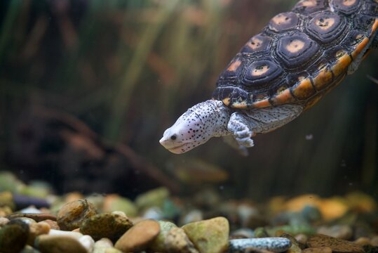 sea turtle swimming down in an aquarium