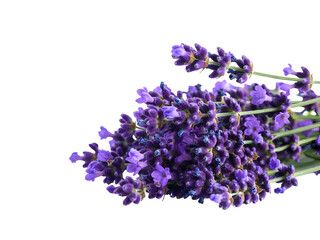 Fototapeta premium Lavender flower sprigs isolated on a clear background, showcasing delicate purple blooms and green stems in a close-up view.