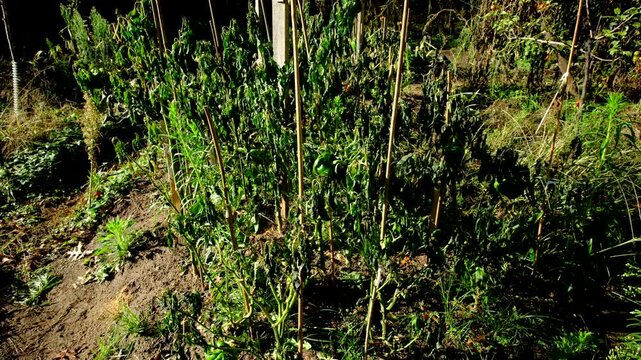 Withered bell pepper plants swaying in windy sunny day after first frost killed crops