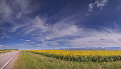 Sunflower field and road, rural landscape