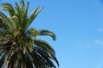 A healthy Date Palm tree extend upward against a clear, vibrant blue sk