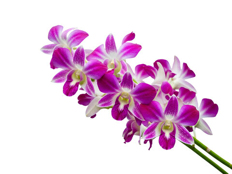 Cluster of Dendrobium orchids with vibrant purple and white petals on green stems, isolated on a clear background, viewed from a close-up perspective.