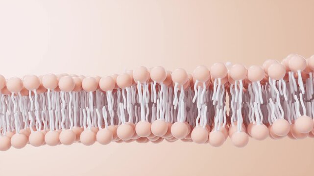 Dynamic movement of a phospholipid bilayer membrane as small molecules interact and pass through the cellular structure