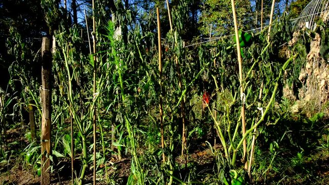 Close up of withered bell pepper plants swaying in windy sunny day after first frost killed crops
