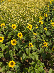 Obraz premium Plant and flower in outdoors garden