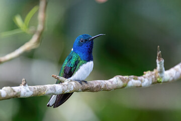 Hummingbird on a branch