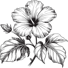 Detailed monochrome line art illustration of a hibiscus flower with leaves and a flower bud drawing © John