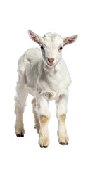 Obraz premium Calm Baby Goat Standing Against White Background