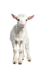 Fototapeta premium Adorable Baby Goat Standing Calmly on White Background
