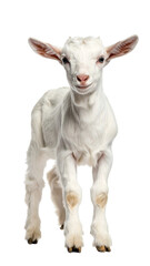 Fototapeta premium Calm Baby Goat Standing Isolated on White Background