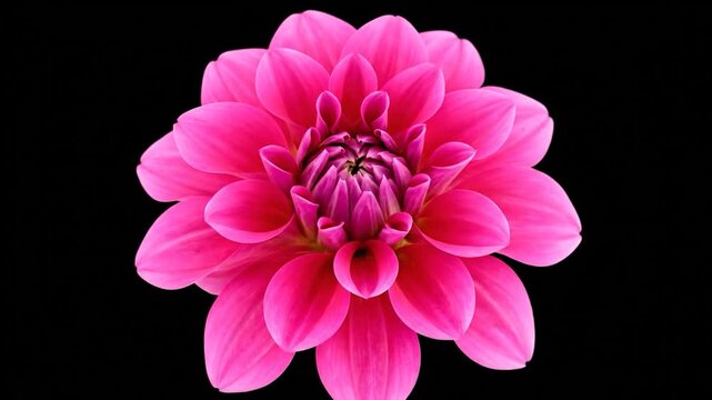 Vivid pink dahlia bloom against a stark black backdrop